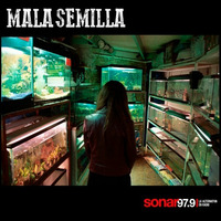 Mala Semilla Nº 190 - 29-06-2020 by Mala Semilla - FM Sonar 97.9