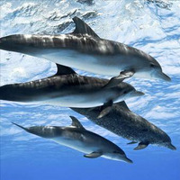 Dolphin Sanctuary by Tim Janssens