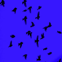 Birds at Point Pelee by PeteChapman