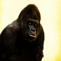 Gorilla by Electrify Podcast