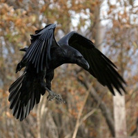 Raven - Dark ride by Sarrah Crow
