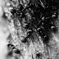 R FREDERICK - Black Ant (Vol. 1) by R FREDERICK