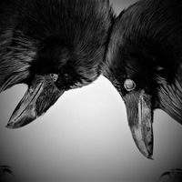 Berliner Blau - The Raven (Edgar Allan Poe) [44.1-24] by DNSK