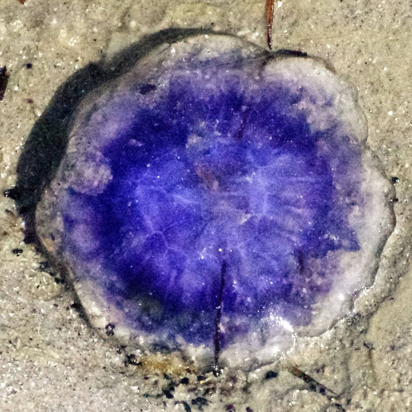 Du Quinoa Dans Les Moustaches