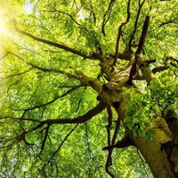 Der Baum als Lebenssymbol und Begleiter durch das Kirchenjahr_Vortrag im Radio Horeb am 25.04.2024 by Christoph Kreitmeir