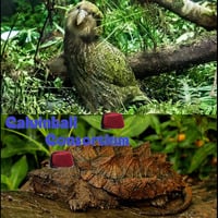 Bestiaire des Besties 33 - Le kakapo et la tortue alligator by Bestiaire des Besties