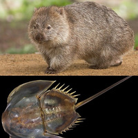 Bestiaire des besties 6 - Le wombat et la limule by Bestiaire des Besties
