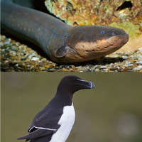 Bestiaire des Besties 7 - L'anguille électrique et le pingouin by Bestiaire des Besties