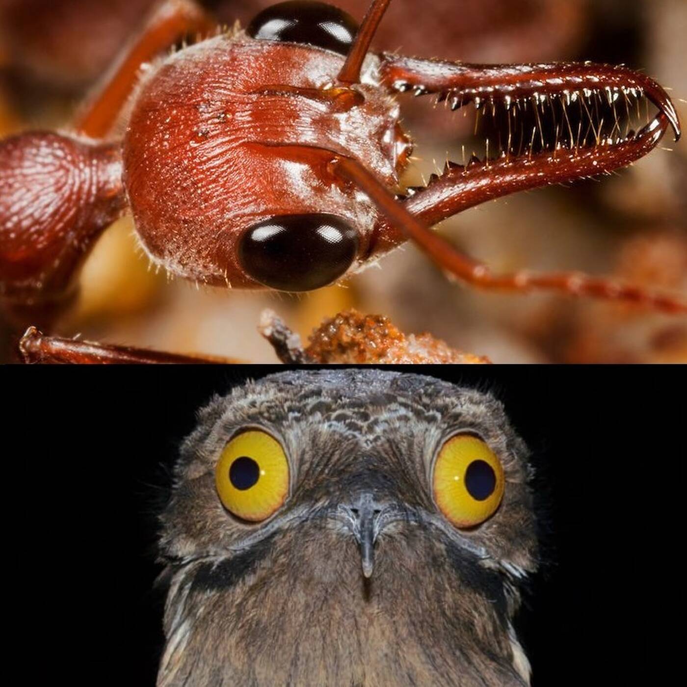 Le bestiaire des besties