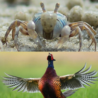 Bestiaire des Besties 12 - Le bubble sand crab et le faisan by Bestiaire des Besties