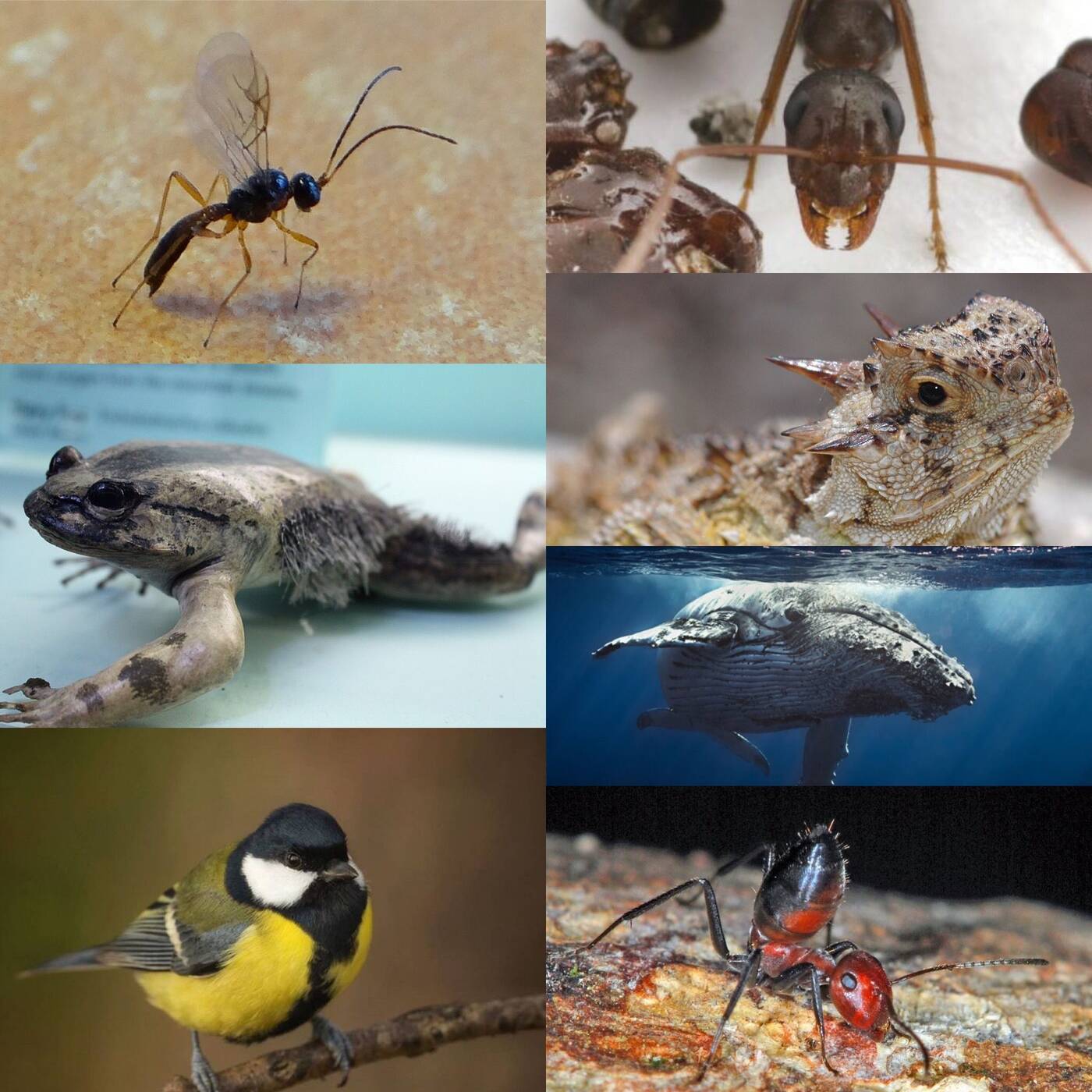 Le bestiaire des besties