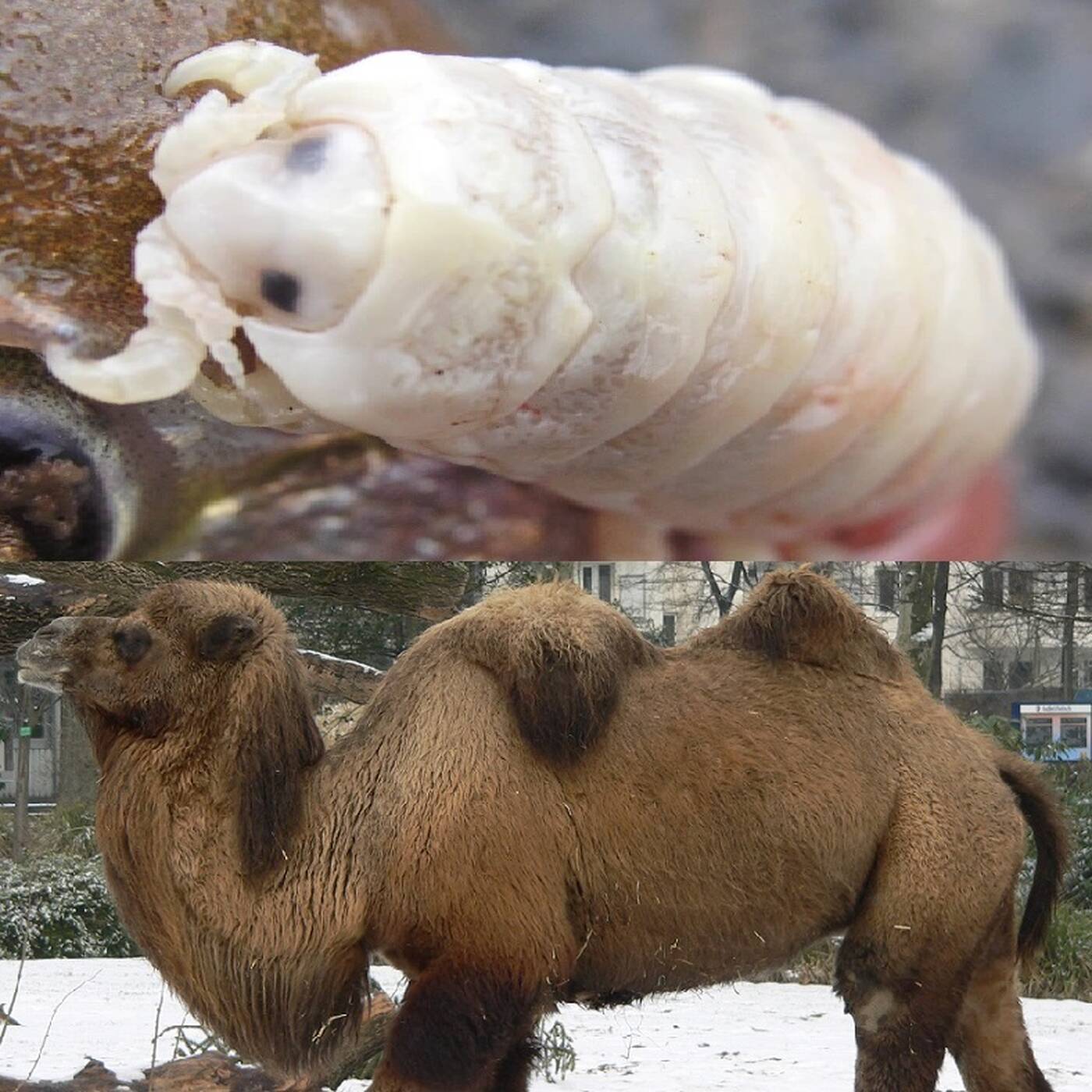 Le bestiaire des besties