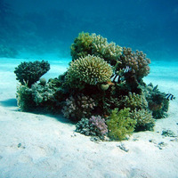 المرجان: الحيوان الذي يتصرف مثل النبات، ولكنه مفترس فعّال، ويصنع صخور منزله بنفسه. by Reason Of Hope