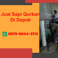 ISTIMEWA,  Jual Sapi Qurban Di Kota Depok, WA 0878-8064-3713 by Pedagang Sapi Qurban Di Depok