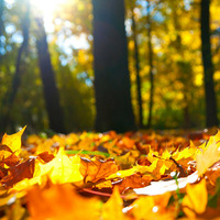 Autumn leaves - part I by Björn Frisch