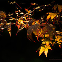 Toni Fresco - deep autumn by Freigeister Crew