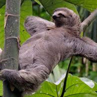 A Sloths Tale by Goz