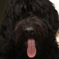 Labradoodle by Steve Chenlz