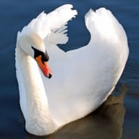 Swan by Steve Chenlz