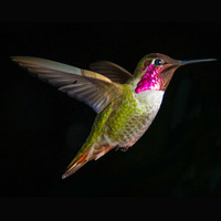 Open Fields - Hummingbird by PeteOne / OpenFields / Cenote