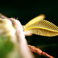 The Moth (Preview) by Kreiskegelstumpf