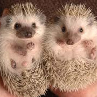 All We Need Is Hedgehogs by fumus & nebula