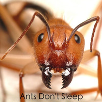 Ants Don't Sleep by Steve Chenlz