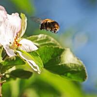 The Bumblebee Ballad by Arcorias Instrumentals