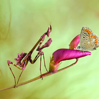 boilerbaerbel and Jeff