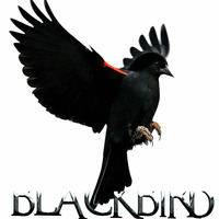 Blackbird by Mario Mauer