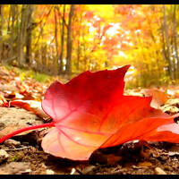 Leaf (for Seamus) by Sean Doran