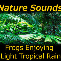 Tropical Frogs With Light Rain by SlowDeepBreath