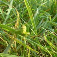 ilonka rudolph - wonder - 10032012 by ...ilonka rudolph...