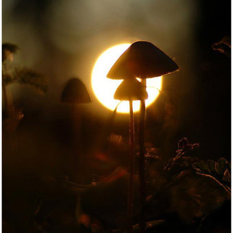 ॐ FrancoFunghi ॐ [hbr1.com]