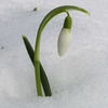 snowdrop