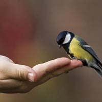 Invisible Tears written by Jasna Ilic, vocal Jasna Ilic by Jasna