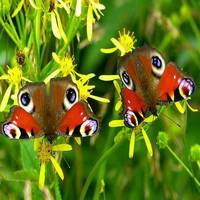 Butterfly Beauties by Arcorias Instrumentals