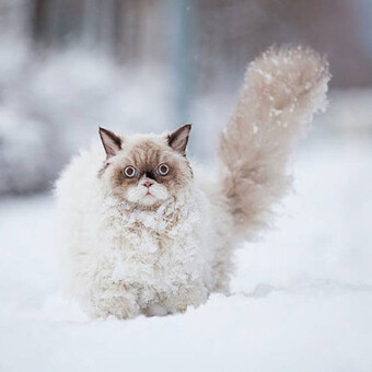 les plaques &eacute;lectriques